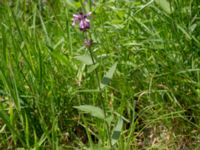 Stachys palustris Skoghem, Vombs fure, Lund, Skåne, Sweden 20160723_0140