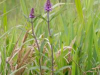 Stachys palustris Tjustorps industriby, Svedala, Skåne, Sweden 20170701_0057