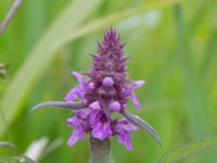 Stachys palustris Tjustorps industriby, Svedala, Skåne, Sweden 20170701_0058