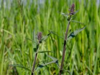 Stachys palustris Toarpsdammen, Malmö, Skåne, Sweden 20190621_0145