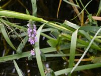 Stachys palustris Viderup, Eslöv, Skåne, Sweden 20240702_0183