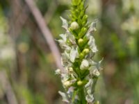 Stachys recta Vanningen, Vellinge, Skåne, Sweden 20230610_0018