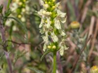 Stachys recta Vanningen, Vellinge, Skåne, Sweden 20230610_0031