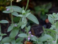 Stachys setifera Botaniska trädgården, Lund, Skåne, Sweden 20180816_0050