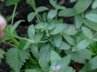 Stachys setifera Botaniska trädgården, Lund, Skåne, Sweden 20180816_0054