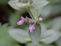 Stachys setifera Botaniska trädgården, Lund, Skåne, Sweden 20180816_0056