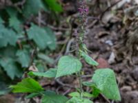 Stachys sylvatica 800 m NV Tosterups kyrka, Tomelilla, Skåne, Sweden 20160703_0096