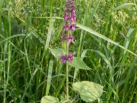 Stachys sylvatica Fjärilsvägen, Grinduga, Gävle, Gästrikland, Sweden 20150705_0458