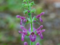 Stachys sylvatica Tallriken, Pildammsparken, Malmö, Skåne, Sweden 20200626_0004