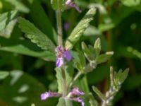 Teucrium scordium Kolböra mosse, Staffanstorp, Skåne, Sweden 20190721_0007