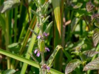 Teucrium scordium Kolböra mosse, Staffanstorp, Skåne, Sweden 20190721_0012