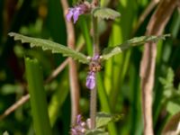 Teucrium scordium Kolböra mosse, Staffanstorp, Skåne, Sweden 20190721_0017