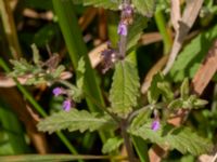 Teucrium scordium Kolböra mosse, Staffanstorp, Skåne, Sweden 20190721_0018