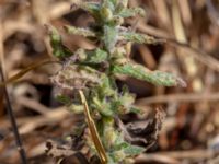 Teucrium scordium Neptuni åkrar, Borgholm, Öland, Sweden 20180809_0158