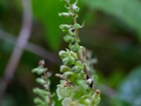 Teucrium scorodonia Bua vattentorn, Varberg, Halland, Sweden 20190716_0219