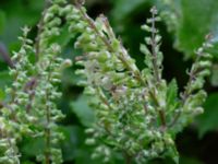 Teucrium scorodonia Bua vattentorn, Varberg, Halland, Sweden 20190716_0220