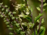 Teucrium scorodonia Bua vattentorn, Varberg, Halland, Sweden 20190716_0225