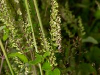 Teucrium scorodonia Bua vattentorn, Varberg, Halland, Sweden 20190716_0228