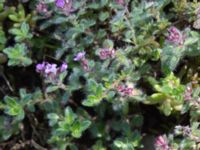 Thymus pseudolanuginosus Sireköpinge, Svalöv, Skåne, Sweden 20160713_0024