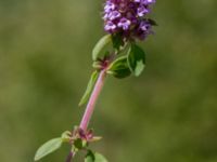 Thymus pulegioides Ö hamnen, Klagshamns udde, Malmö, Skåne, Sweden 20150702_0061