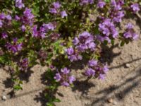 Thymus serpyllum Horna, Kristianstad, Skåne, Sweden 20140717_0361