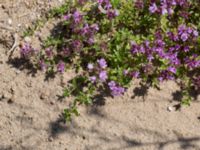 Thymus serpyllum Horna, Kristianstad, Skåne, Sweden 20140717_0363