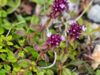 Thymus serpyllum ssp. serpyllum Hamnen, Klagshamns udde, Malmö, Skåne, Sweden 20150628_0194