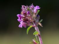 Thymus serpyllum ssp. serpyllum Nybrofältet, Stora Köpinge, Ystad, Skåne, Sweden 20160703_0136