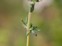 Thymus vulgaris Pendlarparkeringen, Vellinge, Skåne, Sweden 20240525_0018