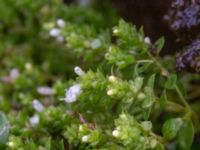 Thymus vulgaris Svedala jorddeponi, Svedala, Skåne, Sweden 20231021_0036