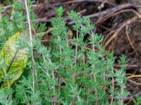 Thymus vulgaris Svedala jorddeponi, Svedala, Skåne, Sweden 20231021_0106