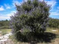 Vitex agnus-castus Vransko lake, Croatia 20080711 523