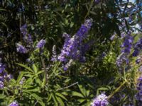 Vitex agnus-castus Vransko lake, Croatia 20080711 524