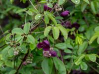 Akebia quinata Närlunda tegelbruksgrav, Helsingborg, Skåne, Sweden 20190504_0041