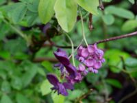 Akebia quinata Närlunda tegelbruksgrav, Helsingborg, Skåne, Sweden 20190504_0043