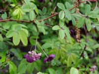 Akebia quinata Närlunda tegelbruksgrav, Helsingborg, Skåne, Sweden 20190504_0044