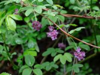 Akebia quinata Närlunda tegelbruksgrav, Helsingborg, Skåne, Sweden 20190504_0045