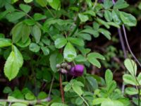 Akebia quinata Närlunda tegelbruksgrav, Helsingborg, Skåne, Sweden 20190504_0046