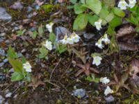 Pinguicula alpina Abisko turiststation, Kiruna, Torne lappmark, Lappland, Sweden 20150707_0884