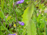 Pinguicula vulgaris Fuktängen, Toarpsdammen, Toarp, Malmö, Skåne, Sweden 20220601_0091