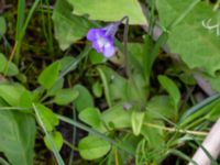 Pinguicula vulgaris Fuktängen, Toarpsdammen, Toarp, Malmö, Skåne, Sweden 20220601_0093