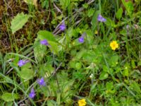 Pinguicula vulgaris Fuktängen, Toarpsdammen, Toarp, Malmö, Skåne, Sweden 20220601_0095