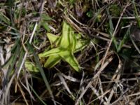 Pinguicula vulgaris Gyetorpskärret, Kristianstad, Skåne, Sweden 20150514_0182