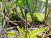 Pinguicula vulgaris Liaängen, Kågeröd, Eslöv, Skåne, Sweden 20160518_0033