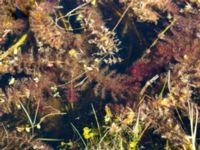 Utricularia australis Lyngsjö äng, Kristianstad, Skåne, Sweden 20160508_0027