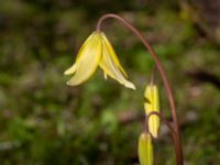 Erythronium californium x tuolumnense Djungelparken, Bunkeflostrand, Malmö, Skåne, Sweden 20190421_0007