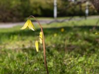 Erythronium californium x tuolumnense Djungelparken, Bunkeflostrand, Malmö, Skåne, Sweden 20190421_0012