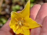 Erythronium californium x tuolumnense Djungelparken, Bunkeflostrand, Malmö, Skåne, Sweden 20190421_0018