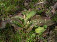 Erythronium californium x tuolumnense Djungelparken, Bunkeflostrand, Malmö, Skåne, Sweden 20200407_0172