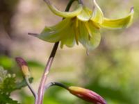 Erythronium californium x tuolumnense Djungelparken, Bunkeflostrand, Malmö, Skåne, Sweden 20200419_0046